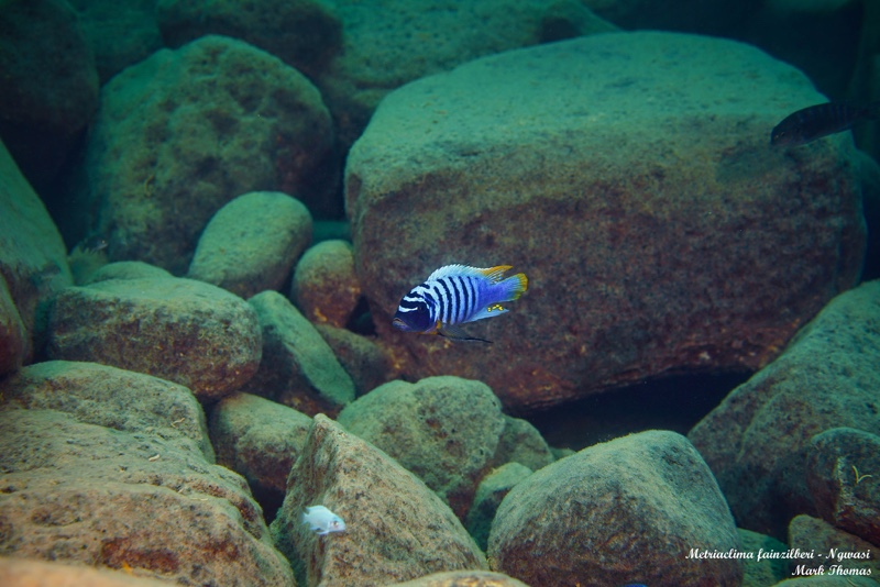 Maylandia fainzilberi 'Ngwasi'
